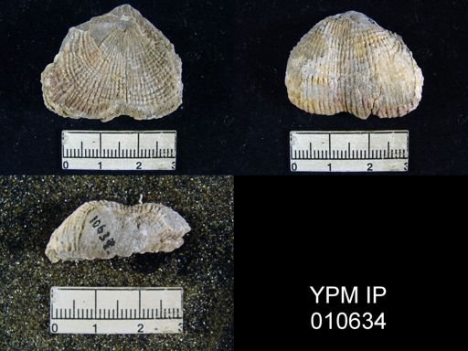 Productus inca