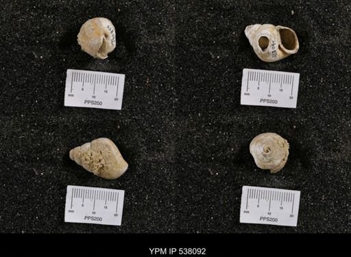 Campeloma nebrascensis