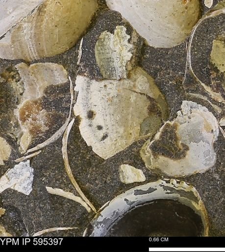 Protocardia sp.