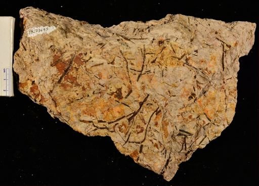 Chlidanophyton dublinensis