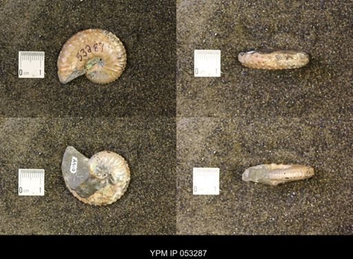 Discoscaphites conradi