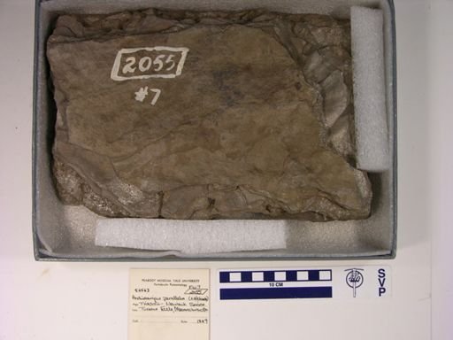 Anchisauripus parallelus