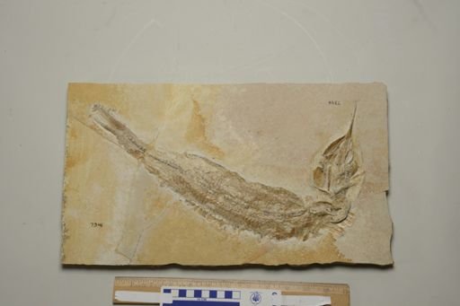Aspidorhynchus acutirostris