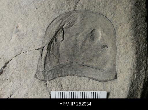 Eurypterus sp.