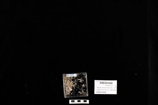 Varanus niloticus