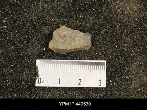 undet. Mollusca