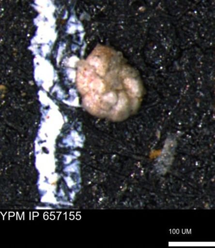 Haplophragmoides gigas