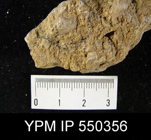 undet. Rhynchonelliformea