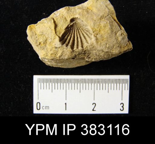 Rhynchospirina sp.