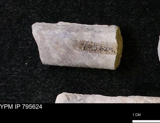 Baculites sp.
