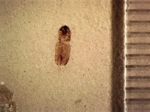 undet. Coleoptera