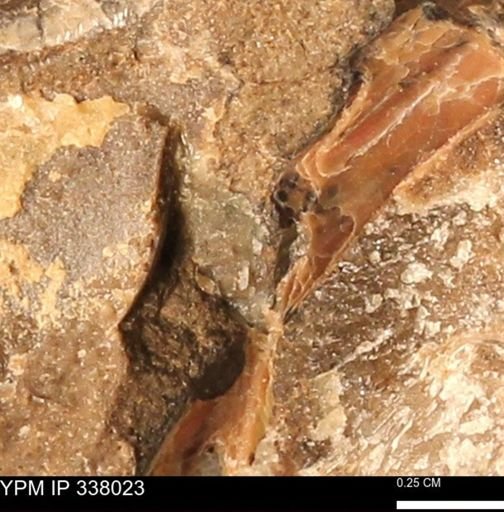 undet. Ammonoidea