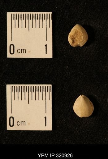 Dielasma elongatum