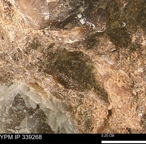undet. Mollusca