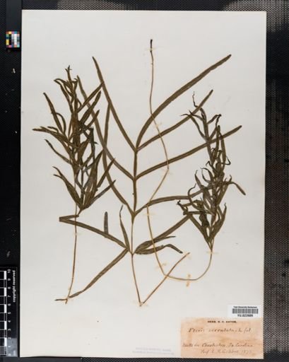 Pteris