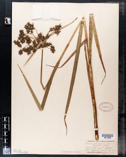 Scirpus sylvaticus