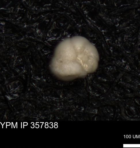 undet. Foraminiferida