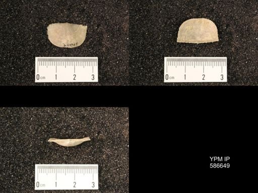 Chonetes granulifer
