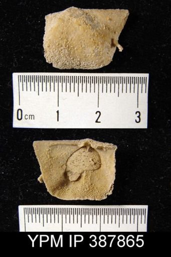 Dyoros sp.