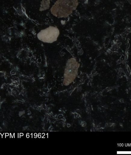 undet. Foraminiferida
