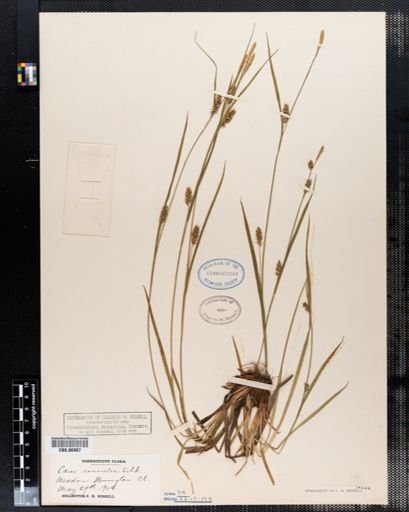 Carex conoidea