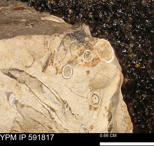 Serpulidae