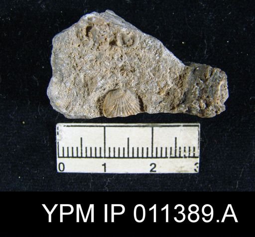 Streptorhynchus pygmaeum