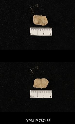 undet. Brachiopoda