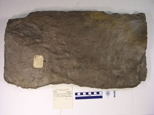 Anchisauripus sillimani