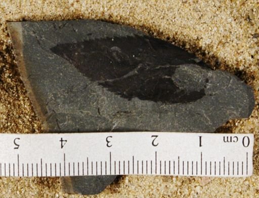 Angiospermopsida