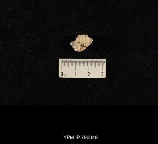 undet. Brachiopoda; shell hash with