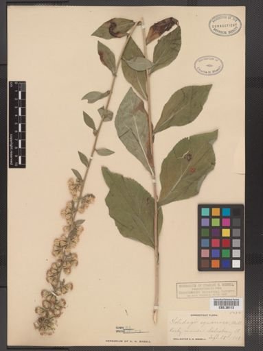 Solidago squarrosa