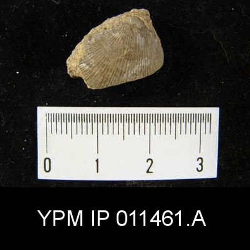 Linoproductus cora