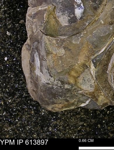 Inoceramus sp.