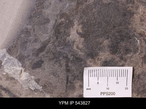 undet. Eurypterida