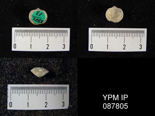 Dalmanella crassa