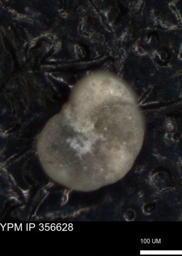 undet. Foraminiferida
