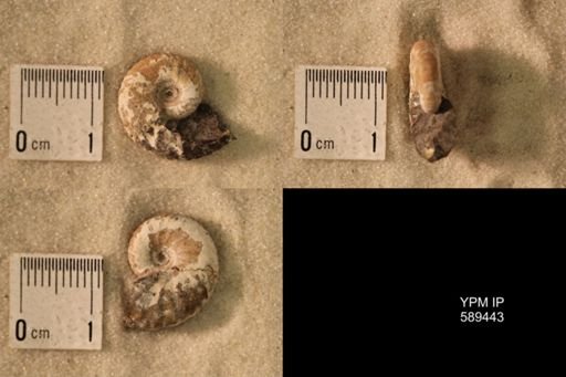 undet. Scaphitidae