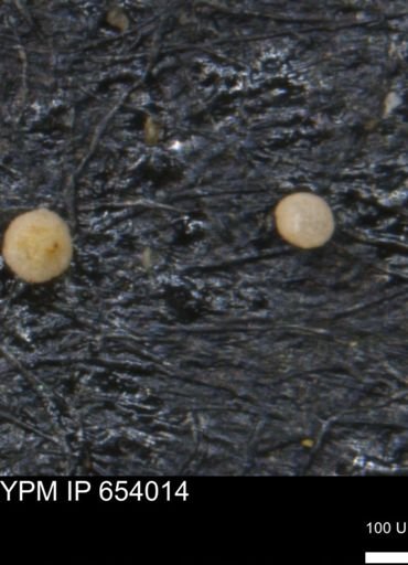 undet. Foraminiferida