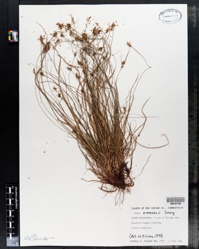 Carex emmonsii