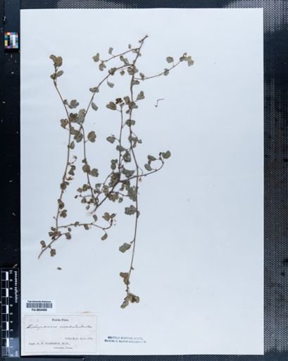 Aeschynomene