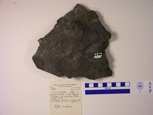 Cionichthys sp.