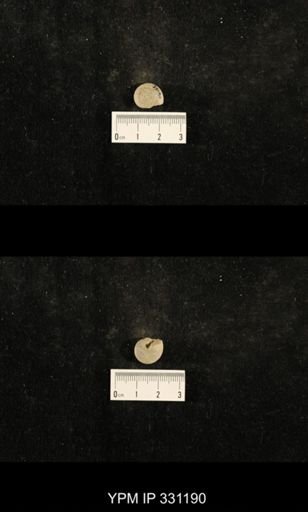 Trepospira depressa