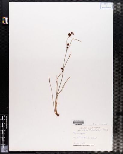 Rhynchospora