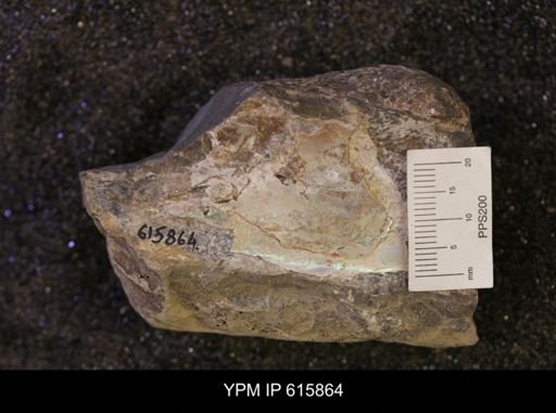 Baculites sp.