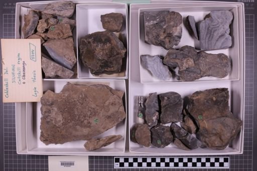 mixed taxa, stratigraphic collection