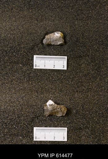 Protocardia subquadrata