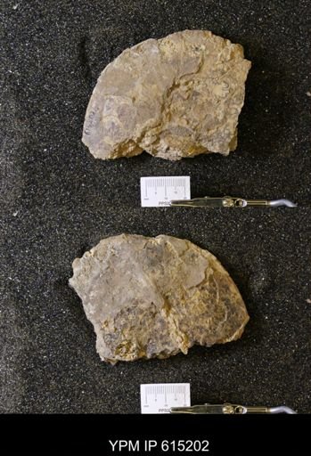 Placenticeras sp.