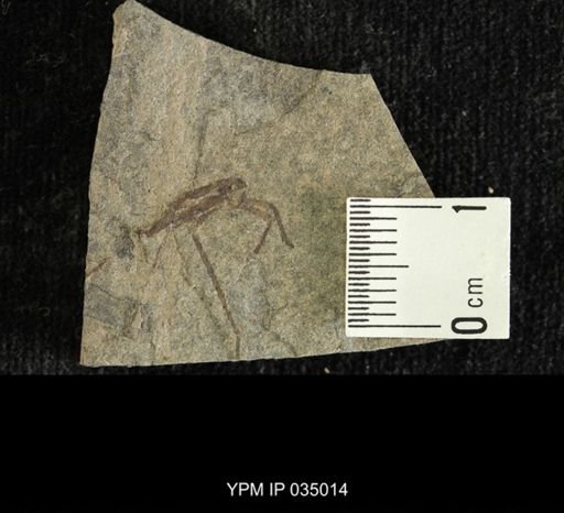 Hemiptera