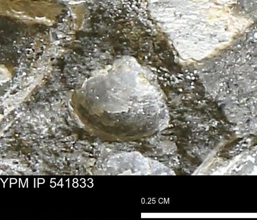 Corbulamella gregaria